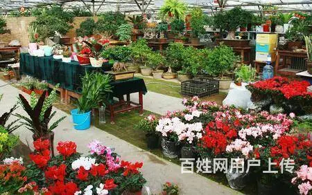 张店回收绿植花卉，盆栽，奇石盆景。 - 图片 3