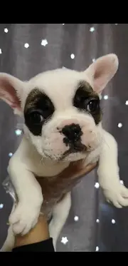 内江买一只法斗需要多少钱，法斗犬舍地址
