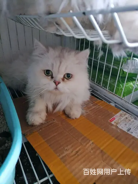 不养猫了 - 图片