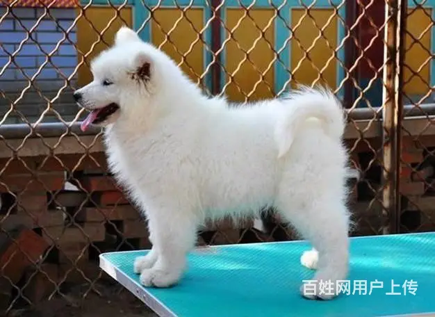 纯种澳版萨摩耶犬 纯种萨摩耶价格 可签协议 - 图片 9