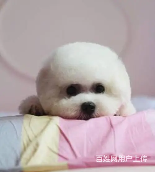 纯种比熊犬幼犬出售 高颜值多只可选 赛级品质 - 图片 1