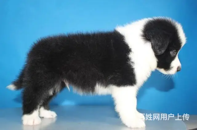 出售纯种边牧幼犬 边牧价格  边牧图片 - 图片 1