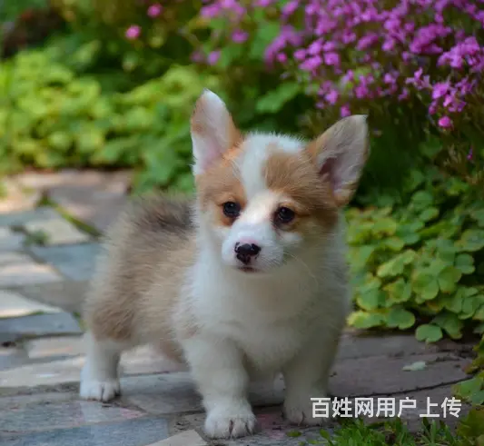 泰安哪里有自家繁殖纯种柯基犬 质保终身 签协议 - 图片 2