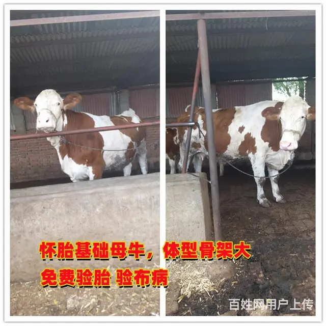 400多斤 西门塔尔小公牛 要多少钱一头 - 图片 2