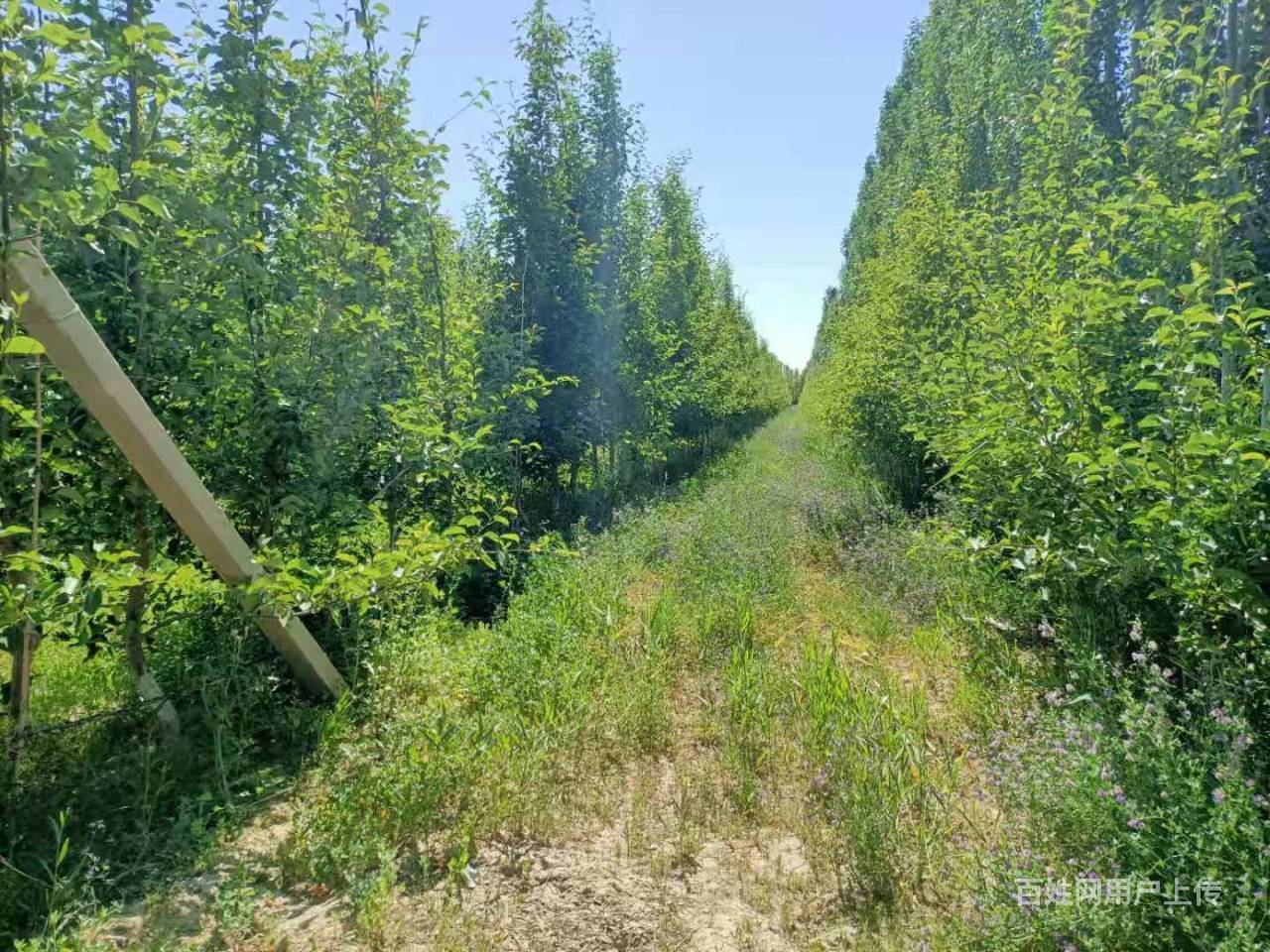 《爆铺网》b个人一尉犁县兴平乡国防公路两侧梨园出售