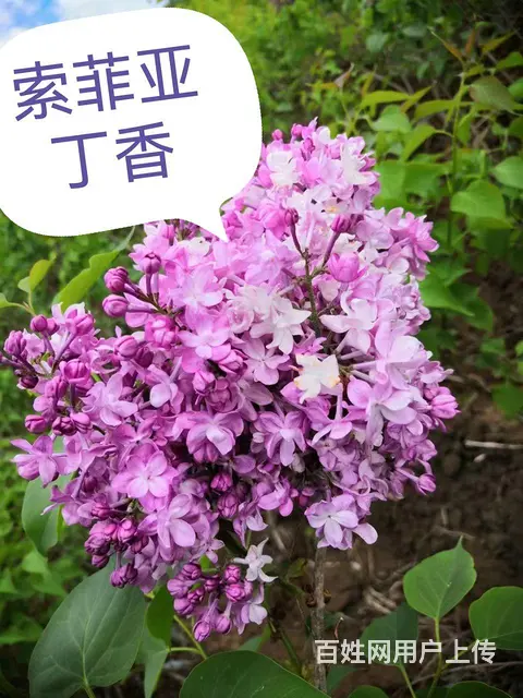 新品种花卉垂丝丁香欧丁香专业除杂草苗木修剪 - 图片 6