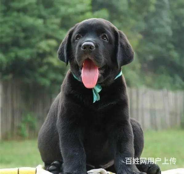 出售赛级拉布拉多犬纯种拉布拉多价格哪里卖拉布拉多 - 图片 6