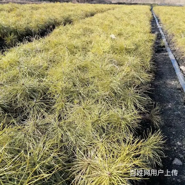 各种造林绿化苗木 - 图片 3