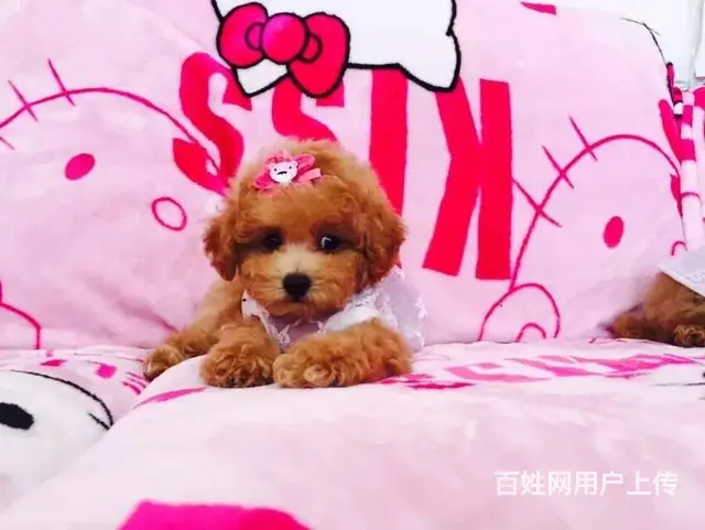 包头哪里卖泰迪狗狗一只泰迪要多少钱 - 图片 4