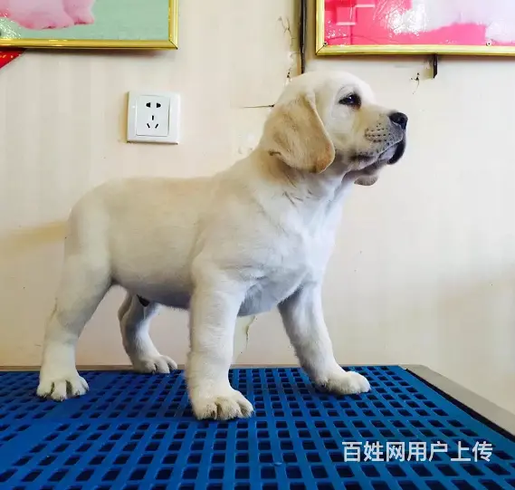 本地犬舍出售拉布拉多幼犬 签协议质保3个月健康 - 图片 4