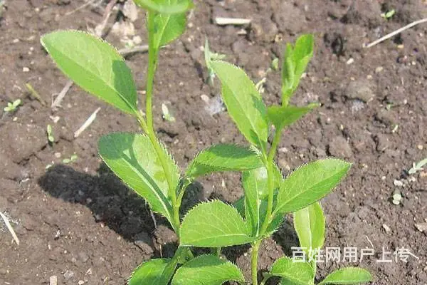湖北百草堂苍术种植新时代佼佼者，好机会发展前景好 - 图片 2