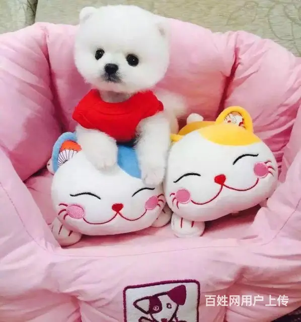 广州正规狗场 广州哪里有卖博美俊介犬 包纯种健康 - 图片 11