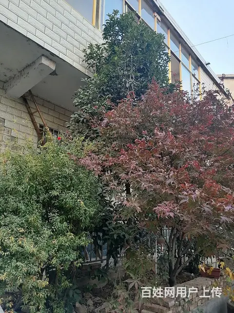 出售自家院子种多年的看石榴树 - 图片 2