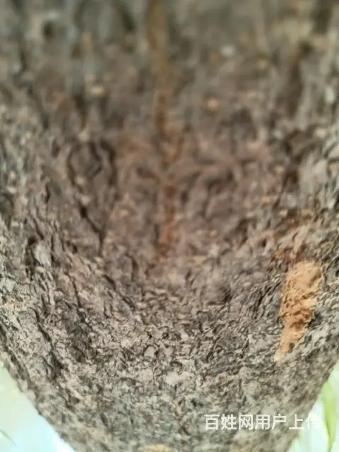 刺槐树出售 - 图片