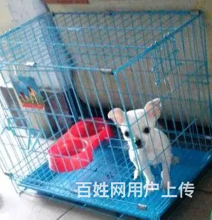琼海有什么地方可以买到吉娃娃 吉娃娃的价位 - 图片 2