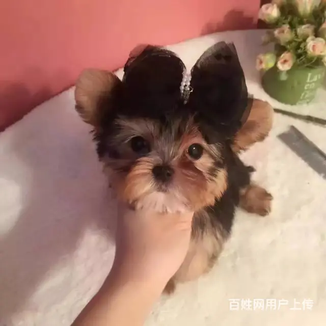 赛级约克夏犬,保健康,签合同,可送货上门 - 图片 6