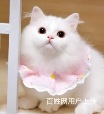 哪里有卖拿破仑的多少钱 矮脚猫长毛猫包纯种健康 - 图片 3