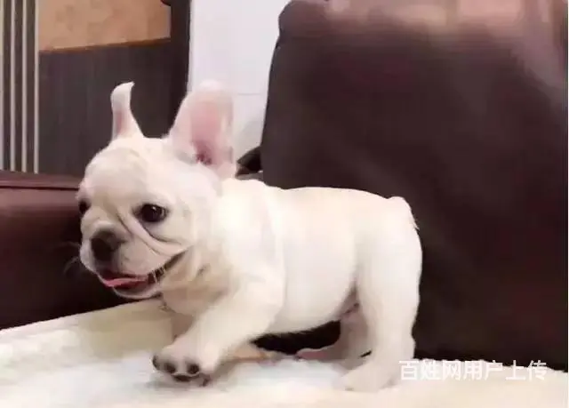 出售法国斗牛犬 包纯种血统健康 可签协议 - 图片 2