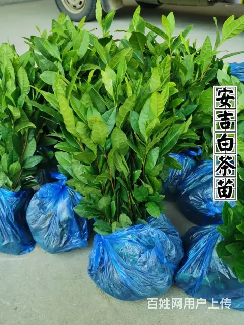 安吉白茶 黄金叶茶 奶白茶 茶苗直销 价格面议 - 图片 1