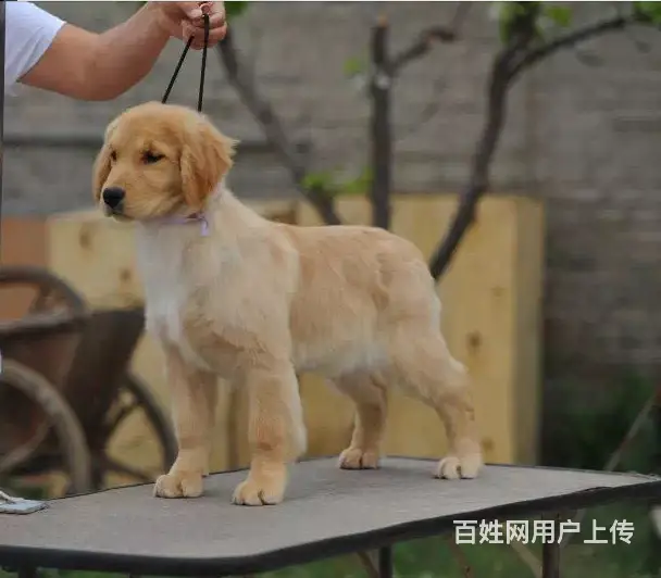 出售纯种大骨量 美系大脑袋金毛 带健康证书 - 图片 3