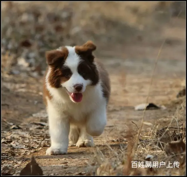 纯种边境牧羊犬哪里可以买到、边境牧羊犬幼犬多少钱一 - 图片 9