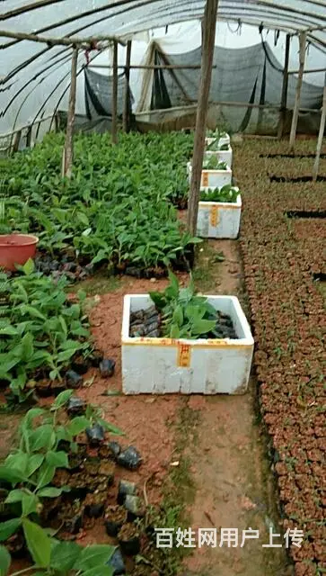 长年供应香蕉苗粉蕉苗 - 图片 5