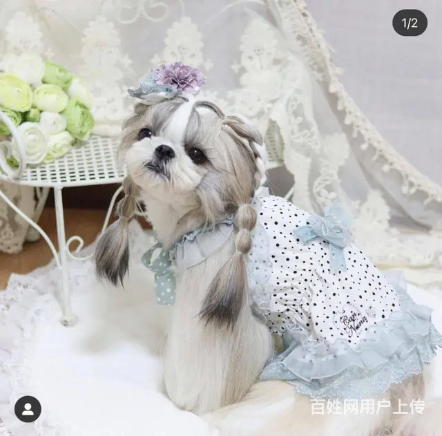 出售高端西施犬 三针齐全保健康 提供养狗指导 - 图片 4