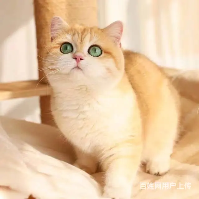 常州专门繁殖金渐层猫舍█金渐层猫舍地址电话 - 图片 1