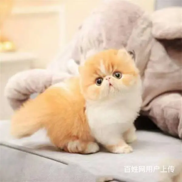 哪里有加菲猫？加菲猫多少钱？加菲猫长大多重？ - 图片 2