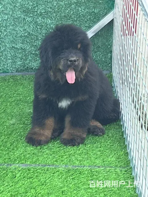兴城首山犬舍 - 图片 4