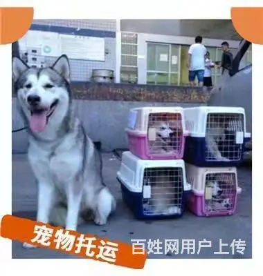 红河蒙自宠物托运（猫狗）邮寄速运空运 （2023今日 推荐运 - 图片 3