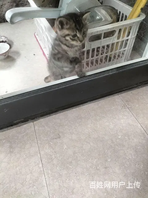 狸花猫一只 - 图片 4