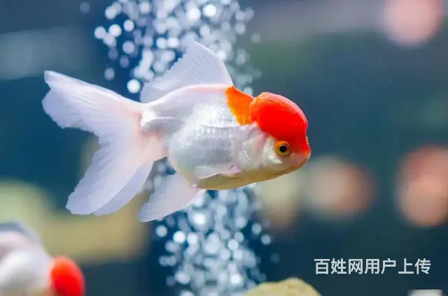国狮金鱼，糖果天使鱼 - 图片 3