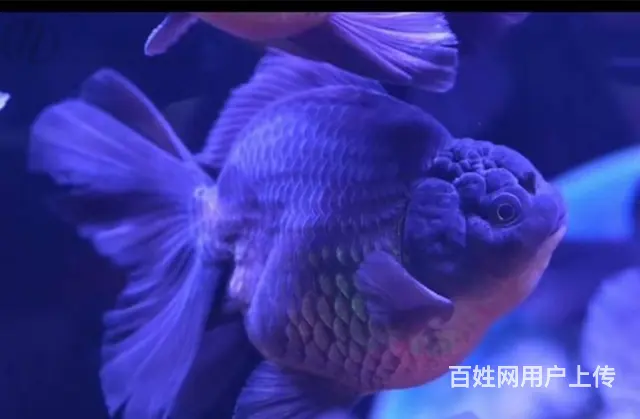 哪里买泰狮金鱼 - 图片 2