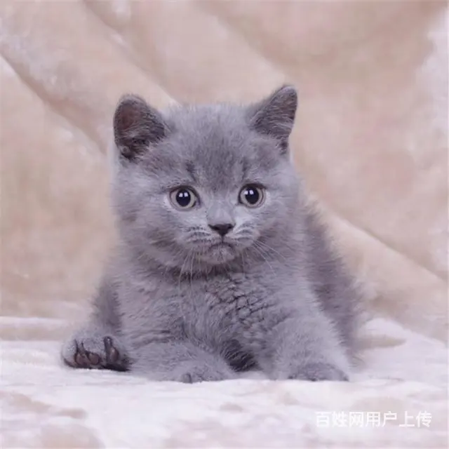 贵州黔南猫舍直销纯种蓝猫低价出售 - 图片 11