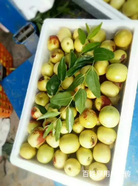 大荔贡品冬枣 - 图片 5