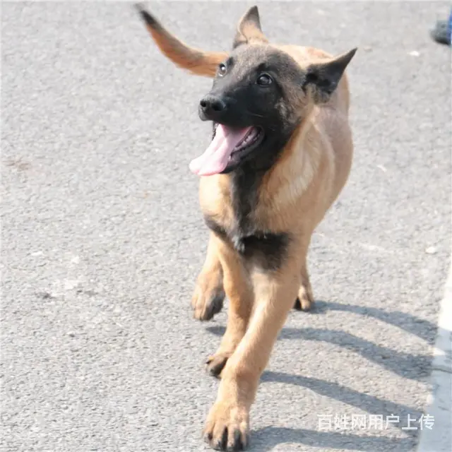吕梁好的马犬哪里有卖，好的马犬如何挑选 - 图片 5