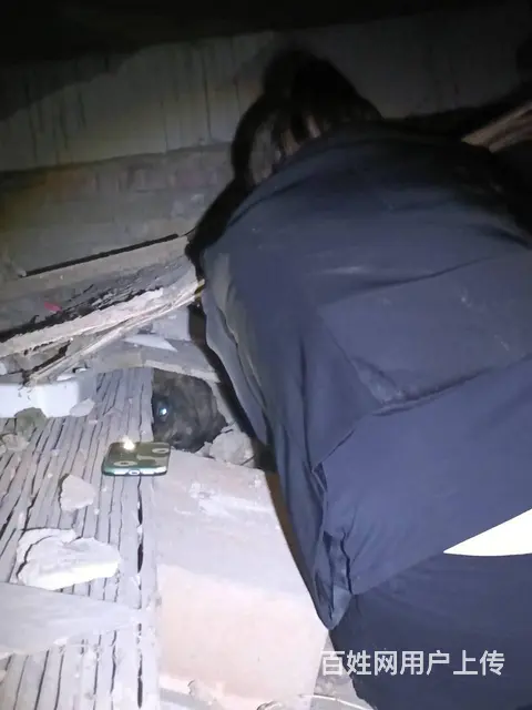 猫跑丢了怎么找 有效洛阳专业找猫团队怎么收费 - 图片 10