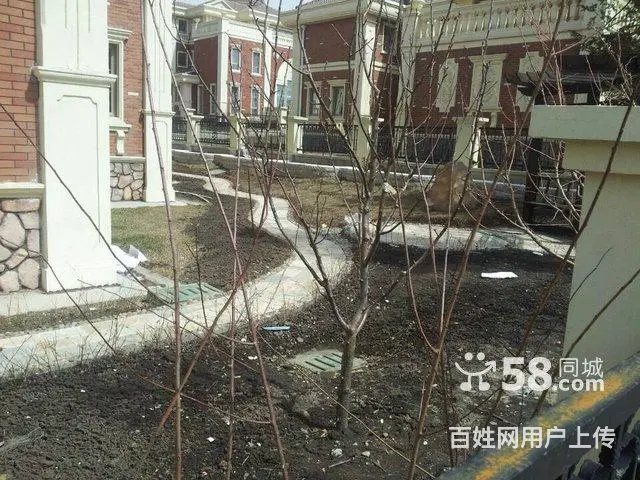 树木卖鹿粪鸡粪 猪粪 黑土 花土 假条茄子秧 - 图片 7