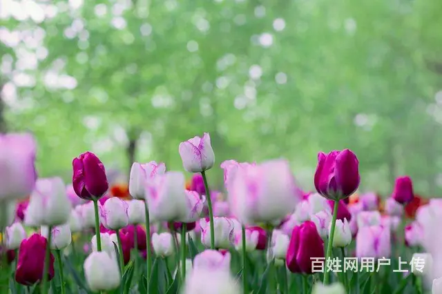 真诚征婚 - 图片