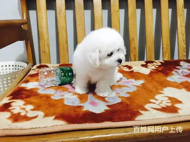 辽阳哪儿有卖比熊的宠物店，宠物店本地地址 - 图片 5