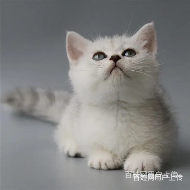 巢湖纯种英短银渐层到手价格 - 图片 12