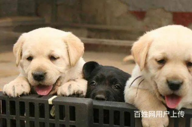 出售精品纯种拉布拉多 黑色黄色咖啡色拉多幼犬可挑选 - 图片 10