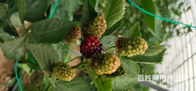 岚山中楼黑莓种植基地 - 图片 8