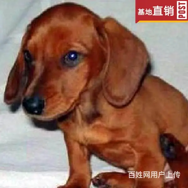 吕梁【十年老店】常年繁殖优质血统腊肠犬幼犬 - 图片 5