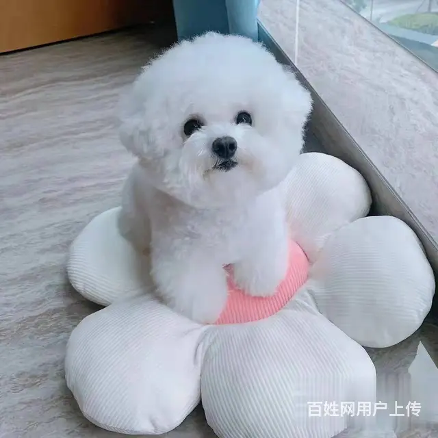 纯种比熊犬业 赛系比熊幼犬 保健康签协议 - 图片 6