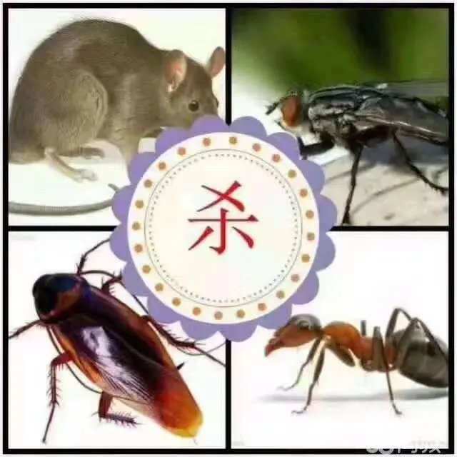 专业灭四害 - 图片 4