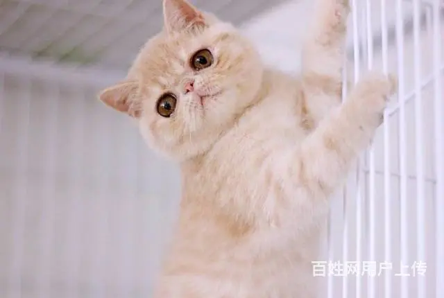 高端加菲猫CFA全国首家支持淘宝平台咸鱼送用品 - 图片 10