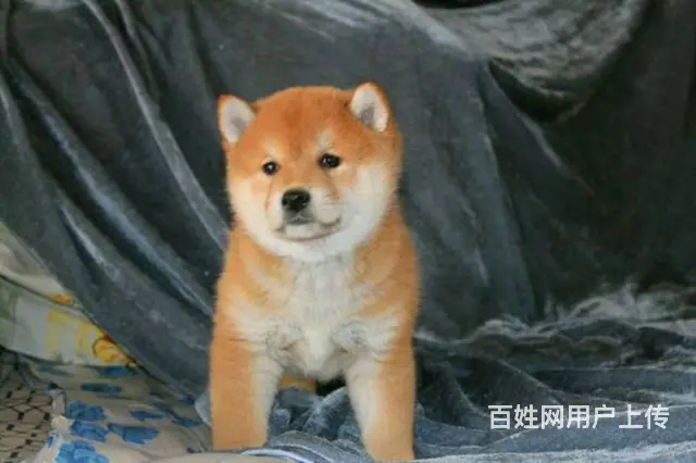 纯种柴犬 柴犬哪里卖 柴犬图片 北京柴犬多少钱 - 图片 4
