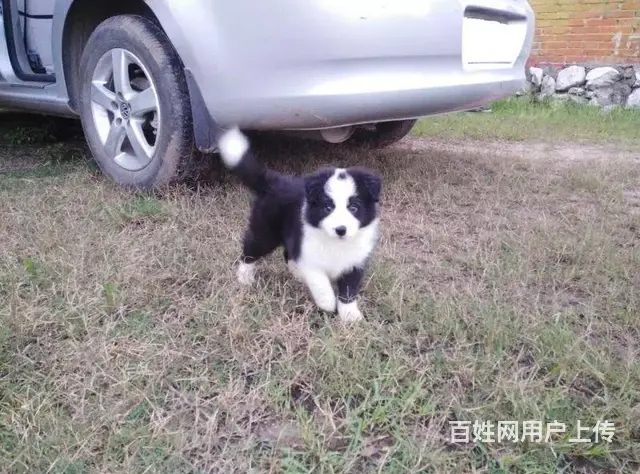 辽阳如何挑选纯种边牧，边牧靠谱商家 - 图片 2
